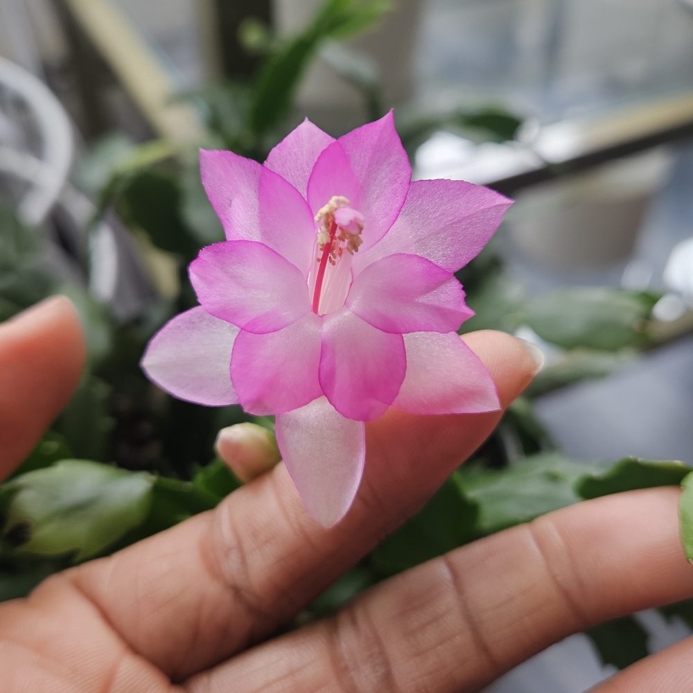 Thanksgiving Cactus (Pink Flowers)